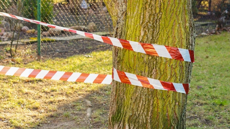 Tree trunk wrapped with red and white caution tape to protect tree roots and prevent construction damage near a work zone.