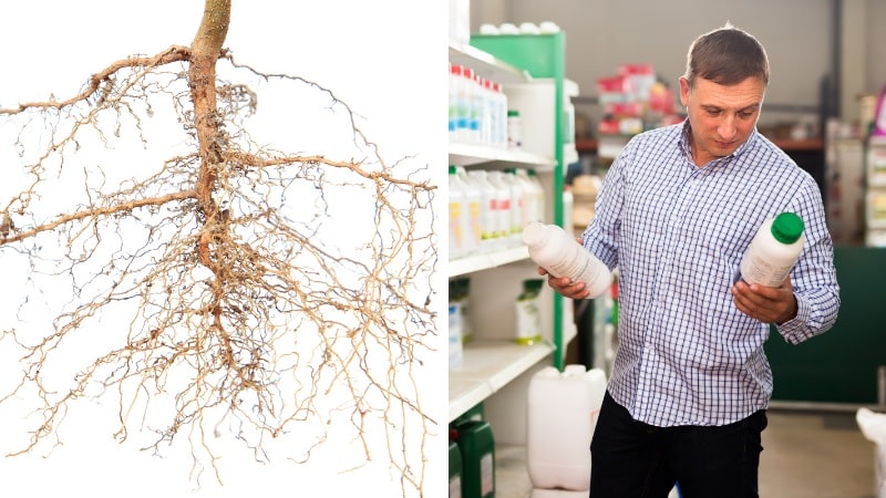 A split image shows a detailed tree root system on the left and a man in a checked shirt examining two fertilizer bottles on a garden center shelf on the right.