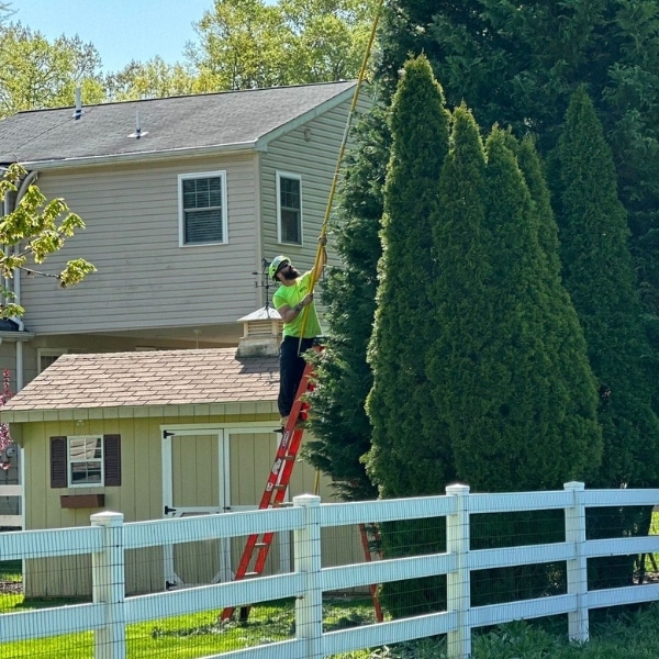 Clauser-website-section-tree-&-shrubcare-trimming