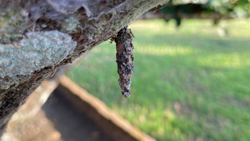 Bagworm hanging from a tree branch in a camouflaged silk bag.