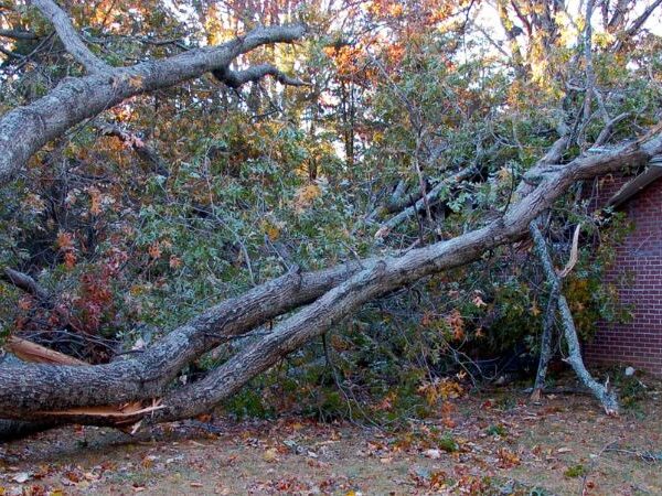 Tree Care Tips For The Chalfont, PA Area - Clauser Tree Care