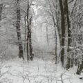 A snow-covered forest path winding through bare deciduous trees with heavy snow accumulation on branches and ground.