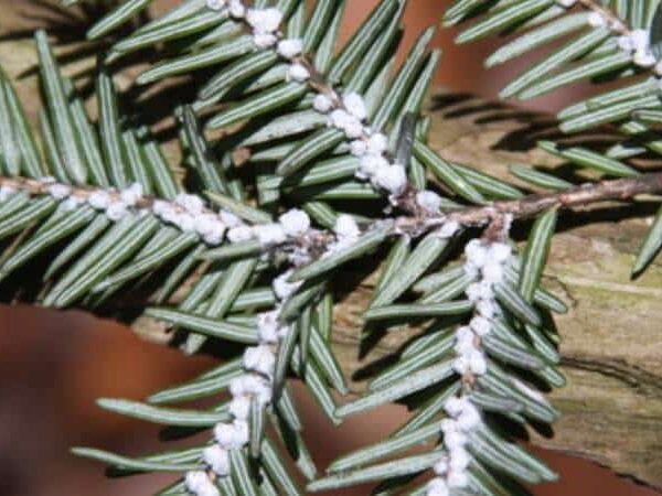 Section of eastern hemlock tree branch with its needles covered with the adelgid’s woolly secretion.