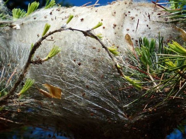 Tree Care Tips For The Chalfont, PA Area - Clauser Tree Care