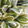 A group of green, round boxwood leaves dusted with winter frost.