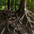 The base of a mature tree sits on a wooded slope with a dense network of exposed roots spreading across the forest floor.