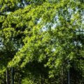 Tree Care Tips For The Chalfont, PA Area - Clauser Tree Care