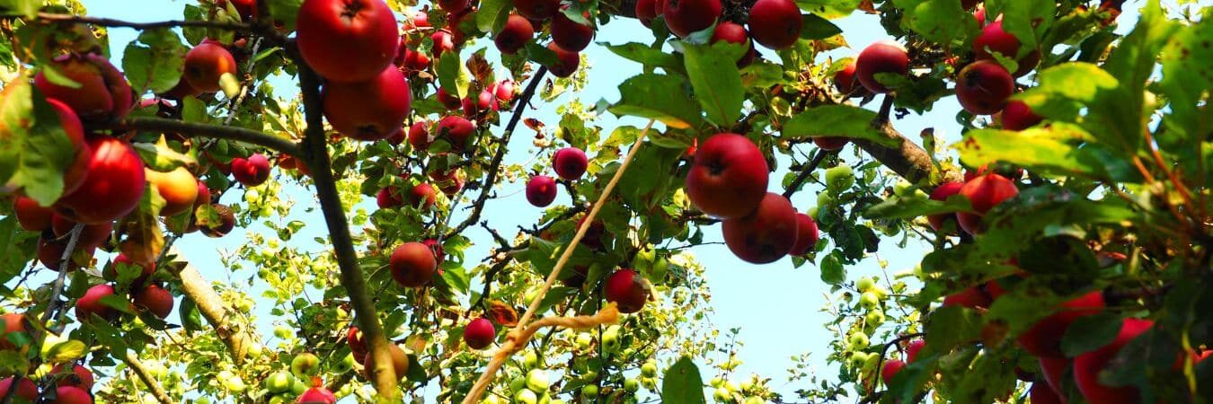 A vibrant apple tree laden with ripe, unblemished fruit under a clear blue sky, showcasing healthy leaves and branches.