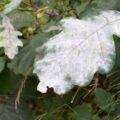 Powdery mildew symptoms on an oak tree in Pennsylvania.