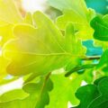 A close-up of oak leaves with sunlight behind them, demonstrating proper tree health and vitality.