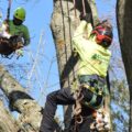 Two climbers from Clauser Tree Care working in a tree during a tree removal job in Hatfield, PA.