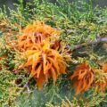 A juniper tree showing the symptoms of cedar-apple rust in Chalfont, PA.