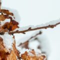 Winter oak branch with dried leaves covered in snow during professional tree pest evaluation in Montgomery County, Pennsylvania
