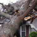 A large mature tree fallen onto residential home after severe storm showing extensive roof damage and the need for emergency tree removal services in Montgomery County, PA.