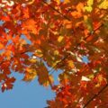 A beautiful fall maple tree with vibrant orange and red foliage against a blue sky in Montgomery County, Pennsylvania.