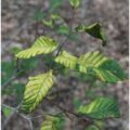 A three-panel close-up showing white powdery mildew covering a leaf surface, dark banding between veins on beech leaves caused by beech leaf disease, and a cluster of bright yellow aphids feeding on a plant stem.