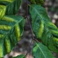 Beech leaves showing characteristic dark green banding between leaf veins caused by beech leaf disease. (usfs_Eastern_Region, Public domain, via Wikimedia Commons)
