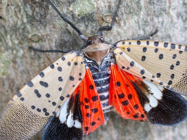 An adult spotted lanternfly with wings spread out rests on a tree in Pennsylvania.