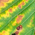 Close-up of an oak leaf showing irregular brown scorched margins with a distinct yellow halo, a common symptom of bacterial leaf scorch.