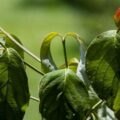 Close-up of wilting tree leaves curling downward during summer heat stress from lack of moisture.