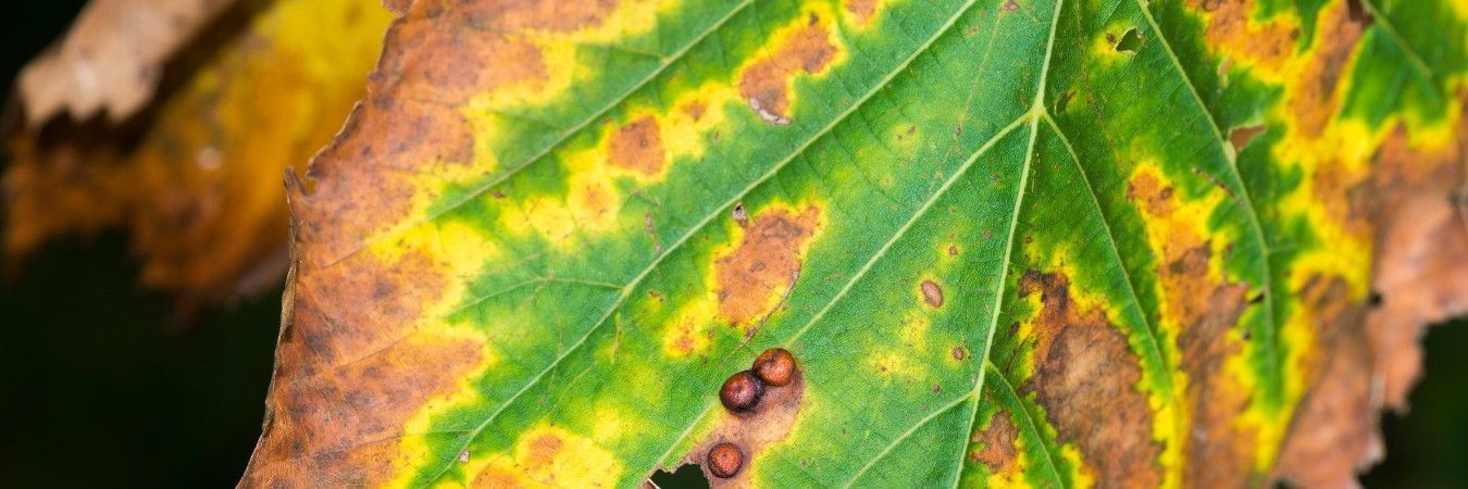 Close-up of an oak leaf showing irregular brown scorched margins with a distinct yellow halo, a common symptom of bacterial leaf scorch.