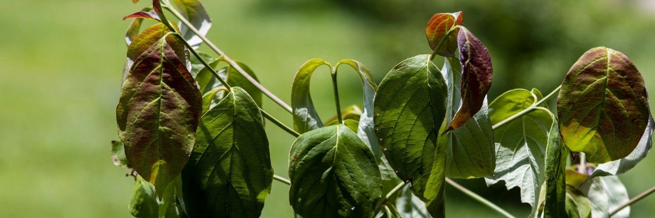Close-up of wilting tree leaves curling downward during summer heat stress from lack of moisture.