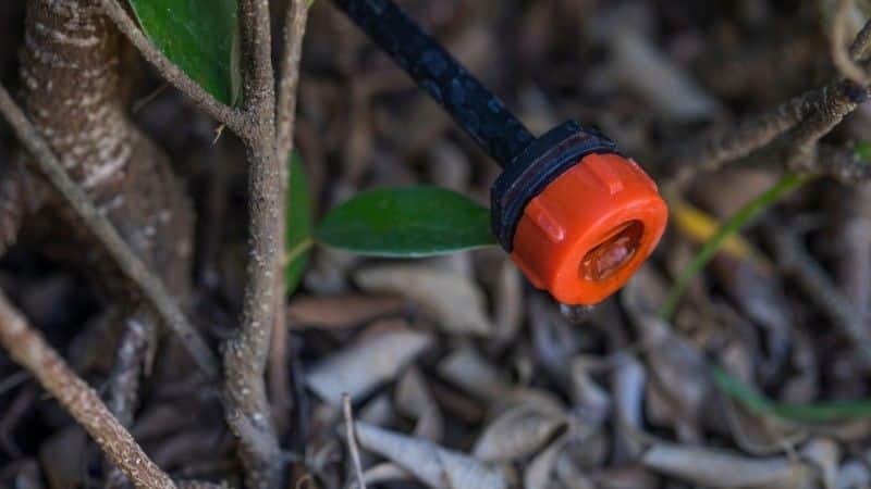 Drip irrigation line watering the soil at a tree's drip line for deep root hydration during summer heat.