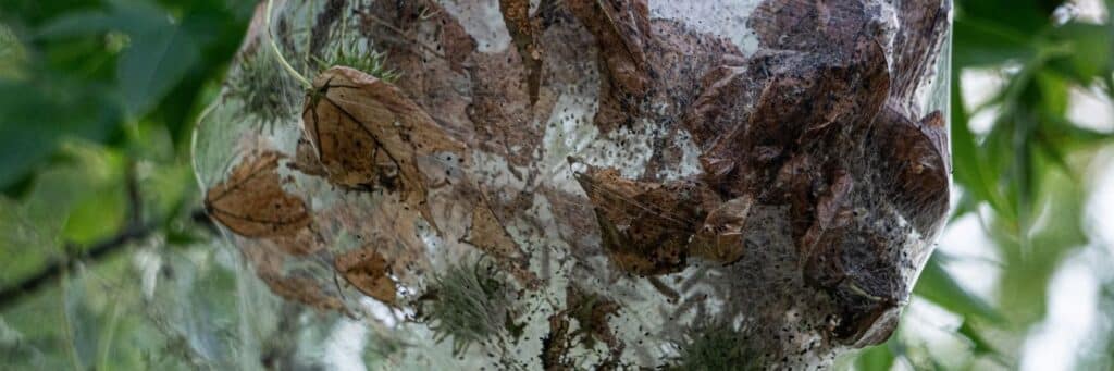 Fall webworm caterpillars and webbing surrounding leaves on a tree.