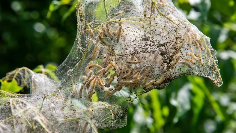Fall webworm caterpillars feeding inside webbing on a tree branch.