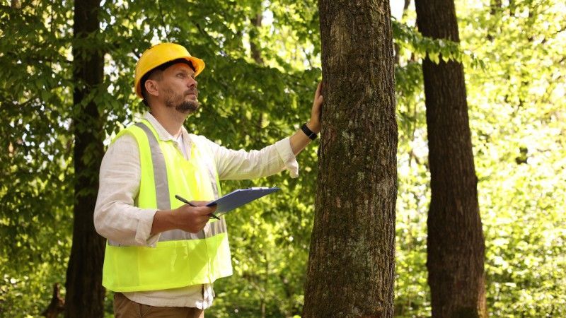 ISA Certified Arborist inspecting a mature tree for signs of heat stress, canopy decline, and structural health.