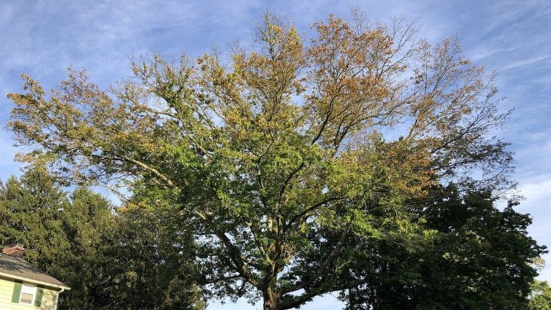 Mature oak tree with scattered brown leaves and thinning branches, showing the uneven canopy decline commonly associated with bacterial leaf scorch.