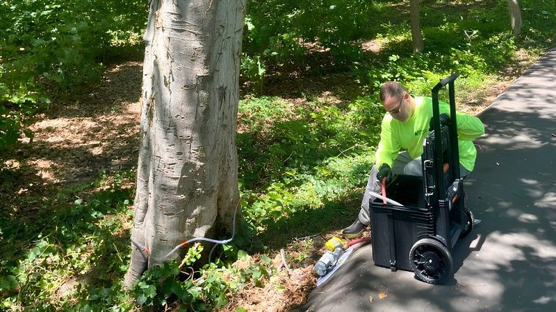 Plant health care technician administering trunk injections to a mature tree as part of a treatment program to support tree health and manage disease.