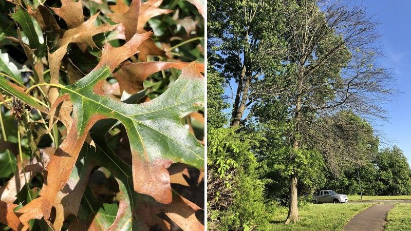 Side-by-side comparison of bacterial leaf scorch symptoms, showing scorched oak leaves with brown margins and a mature oak tree with uneven canopy dieback.