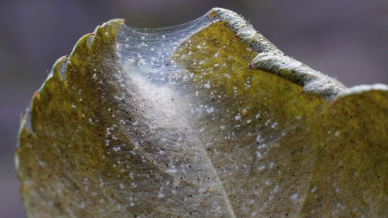 Spider mite webbing and stippling on a discolored leaf.