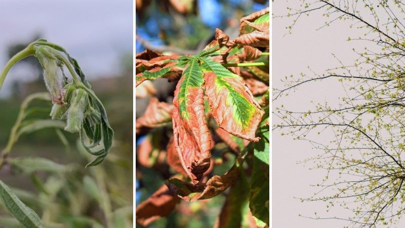 Three common heat stress symptoms on trees are wilting leaves, brown leaf scorch, and canopy thinning.